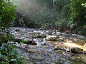 Hutan Belum Portal Rasmi Majlis Daerah Gerik Mdg