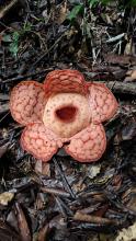 BUNGGA RAFLESIA